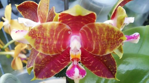 Phalaenopsis LD's Bear King x amboinensis