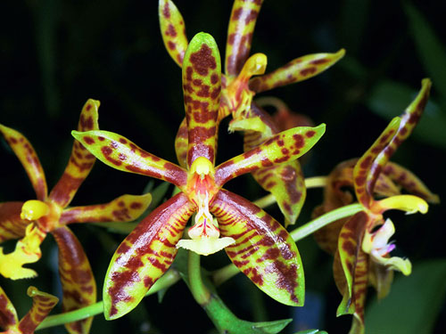 Phalaenopsis mannii