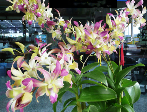 Dendrobium Ceasar