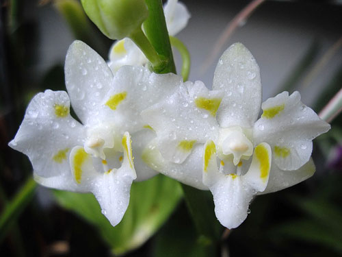 Doritis pulcherrima white