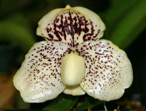Paphiopedilum leucochilum x Sunshine Glory x concolor