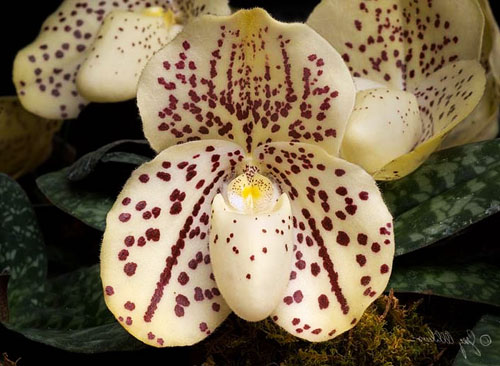Paphiopedilum (bellatulum alba x niveum alba) x Sunshine Glory x concolor