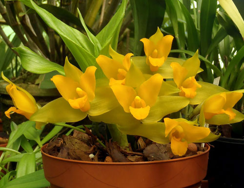 Lycaste groganii