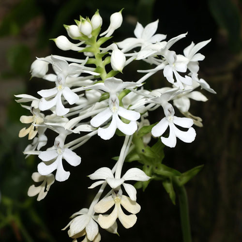 Calanthe ceciliae x triplicata