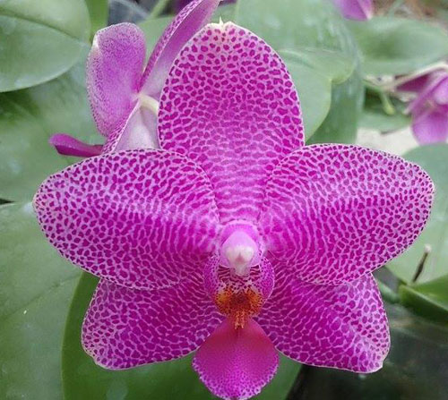 Phalaenopsis Mituo Sun King