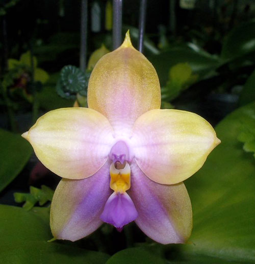 Phalaenopsis Mituo Bellina 'M5'