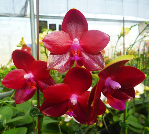 Phalaenopsis Mituo King Mituo '#7'