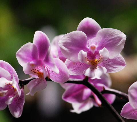 Phalaenopsis schilleriana x Phalaenopsis Cassandra