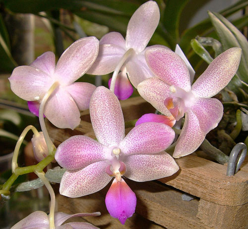 Phalaenopsis lindenii x javanica