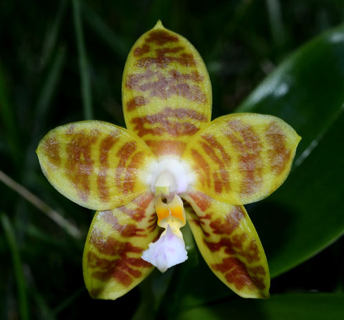 Phalaenopsis Gelblieber x Phalaenopsis venosa