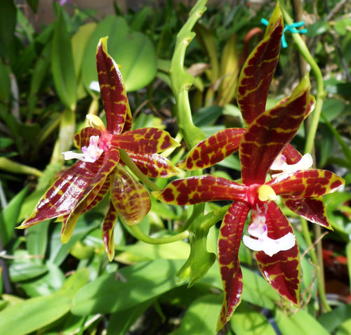 Phalaenopsis pantherina
