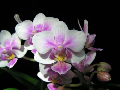 Phalaenopsis equestris 'peloric'