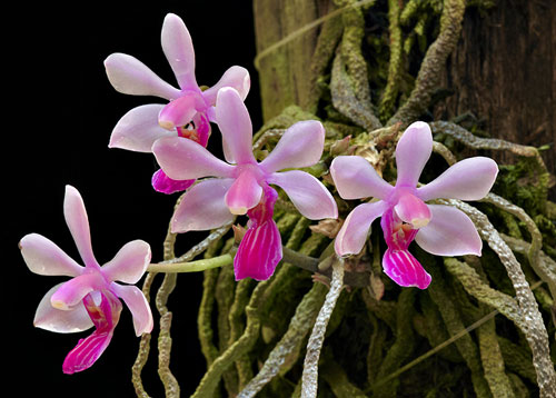 Phalaenopsis wilsonii