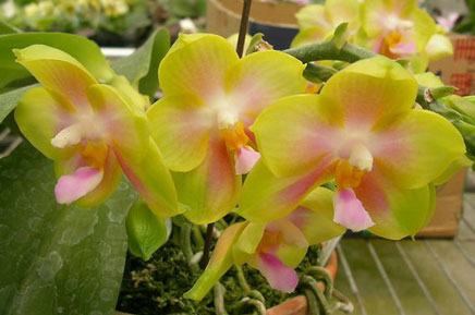 Phalaenopsis (Sogo Yukidian 'V3' x Yungho Gelb Canary) x tetraspis C-1)