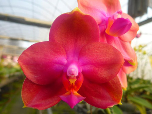 Phalaenopsis (Coral Isles x violacea)