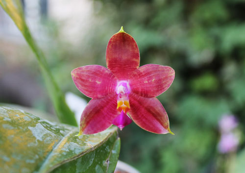 Phalaenopsis amboinensis yellow x violacea indigo