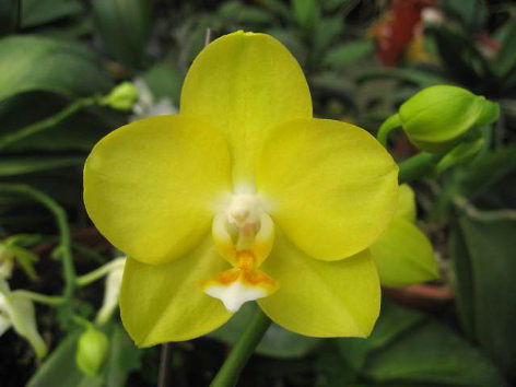Phalaenopsis Brother Oxford 'Yaphon'