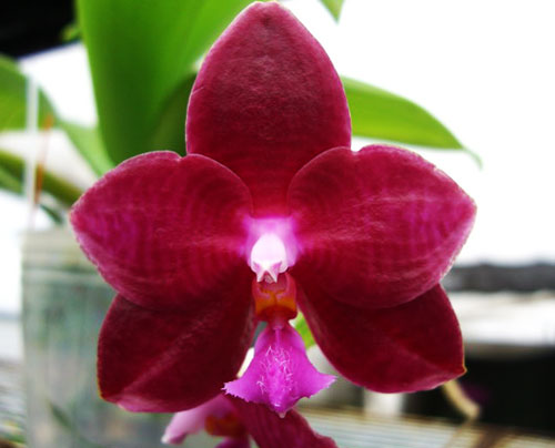 Phalaenopsis Coral Isles x Princess Kaiulani 'TH'