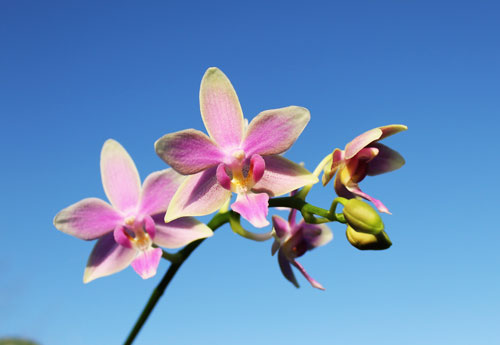 Phalaenopsis Cornustris x (Gelbliber x Princess Kaiulani) x Phalaenopsis Chiada Ziv
