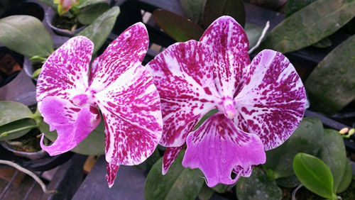 Phalaenopsis E-Hsin Black Swan x Yu Pin Fire Works 'Big Lip'