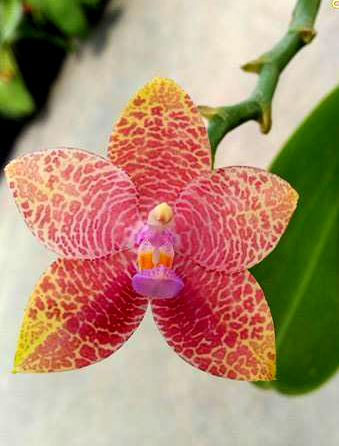 Phalaenopsis gigantea x LD's Bear Queen