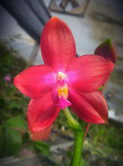 Phalaenopsis Jennifer Palermo C1 type x KS Happy Eagle