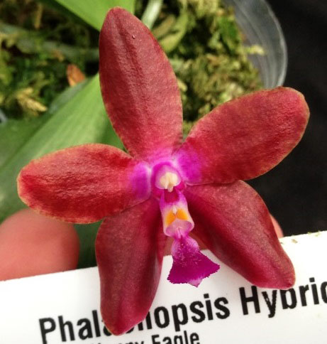 Phalaenopsis KS Happy Eagle x mariae