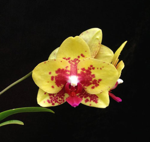 Phalaenopsis Meidarland Goldsmith 'MD'