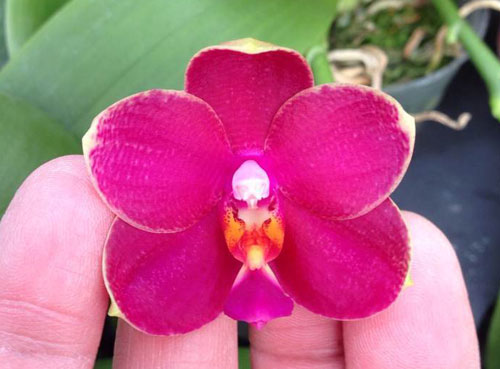 Phalaenopsis Meidarland Jocea Beauty
