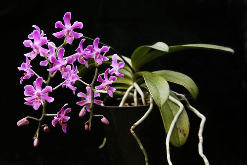 Phalaenopsis pulcherrima blue