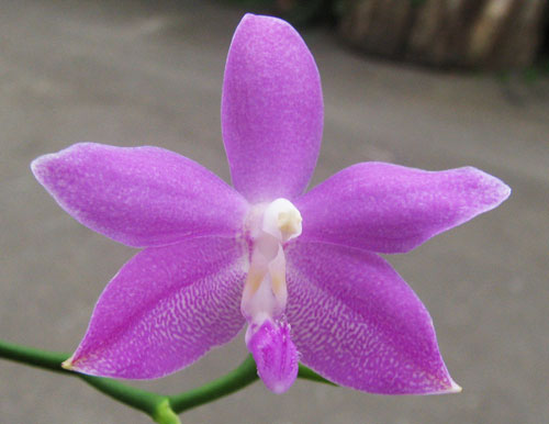 Phalaenopsis Purple Martin Blue x tetraspis c-1