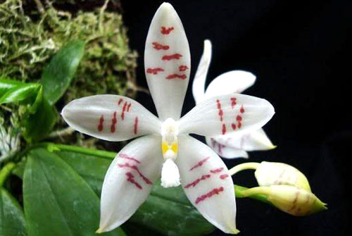 Phalaenopsis tetraspis var circle 'T-2'