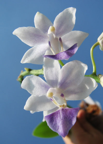 Phalaenopsis Tying Shin Blue Jay (peloric form) x equestris alba