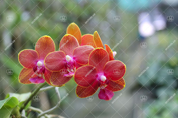Phalaenopsis Tying Shin Phoenix 'Peter'