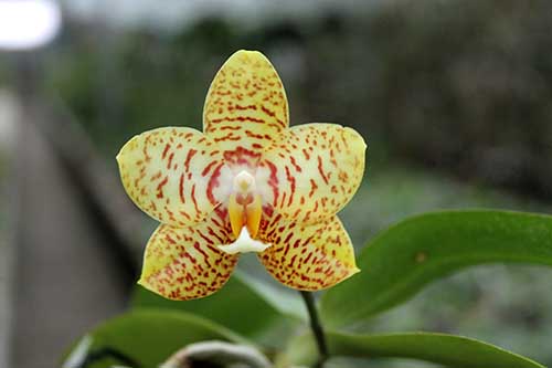Phalaenopsis Yaphon Image x Jennifer Palermo