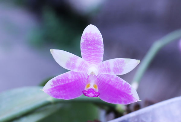Phalaenopsis Yaphon Lobispis 'Circle'