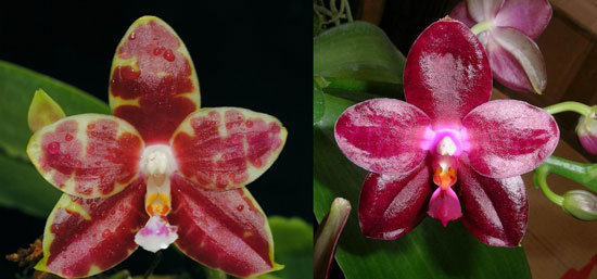 Phalaenopsis Yaphon Sir 'Yaphon #2' x Zheng Min Jacaranda 'Peter'