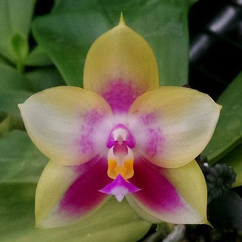 Phalaenopsis Ld's Bear Queen x Chang Mow Evergreen