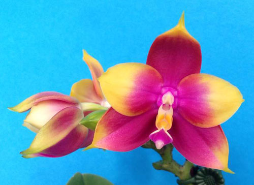 Phalaenopsis Hawaii Dragon Girl