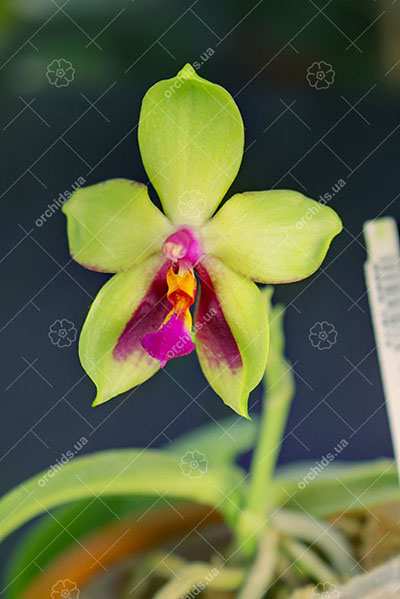 Phalaenopsis KS Evergreen x KS Happy Eagle