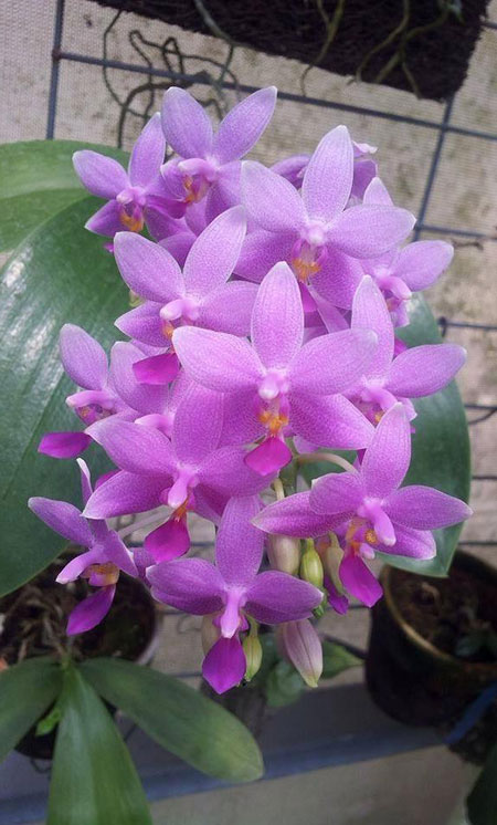 Phalaenopsis Equalacea selected