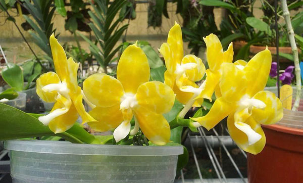 Phalaenopsis Tsay's Evergreen 'TH44'