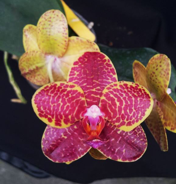Phalaenopsis Dou-dii Golden Princess x Shin-Yi Diamond