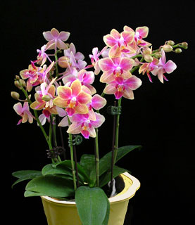 Phalaenopsis Sogo Gotris 'ES'