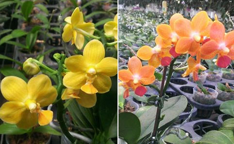 Phalaenopsis Yaphon Lobispis x (Tzu Chiang Orange-Caribbean Sunset)