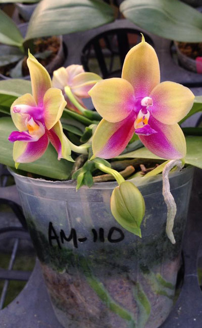 Phalaenopsis Ld's Bear Queen