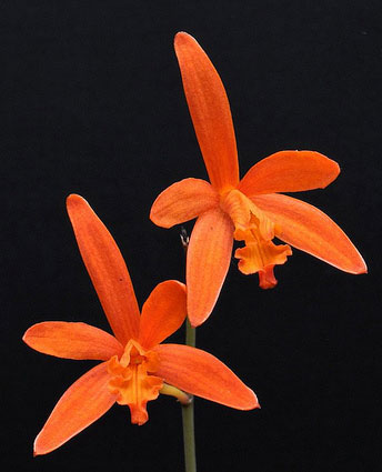 Laelia colnagoi