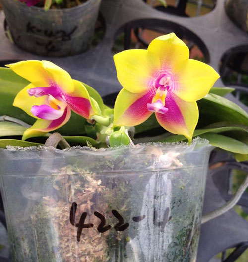 Phalaenopsis Ld's Bear Queen '422-4'