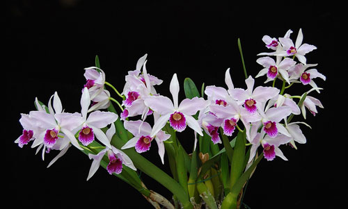 Laelia purpurata ('Minhao' x 'Tipao Extra')