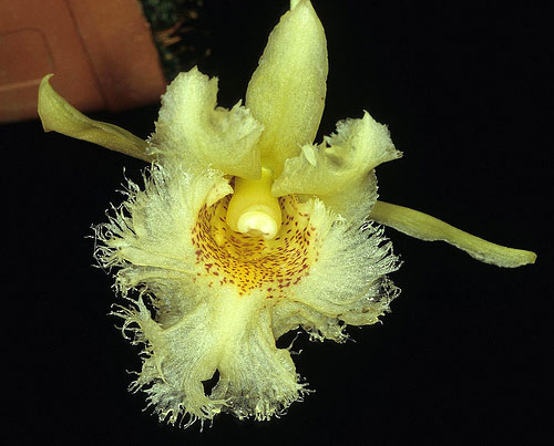 Chondroscaphe amabilis